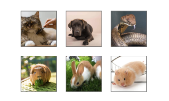 A Selection of Animal Photographs